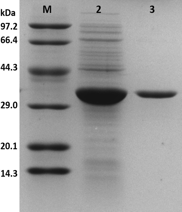 Fig. 1