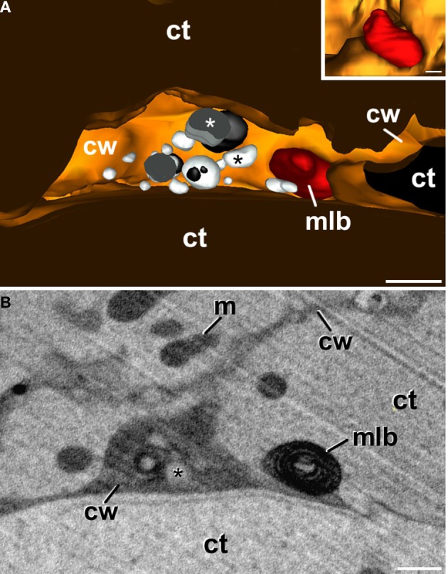 Figure 5