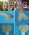 Fig. 7