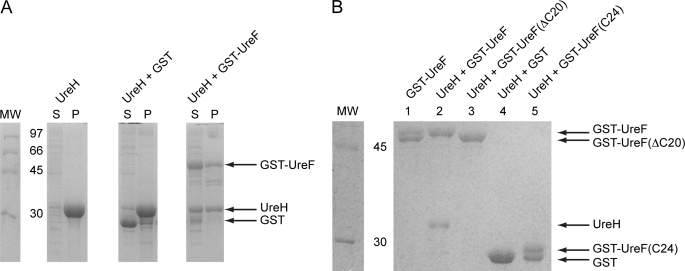 FIGURE 1.