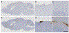 Fig. 3 |