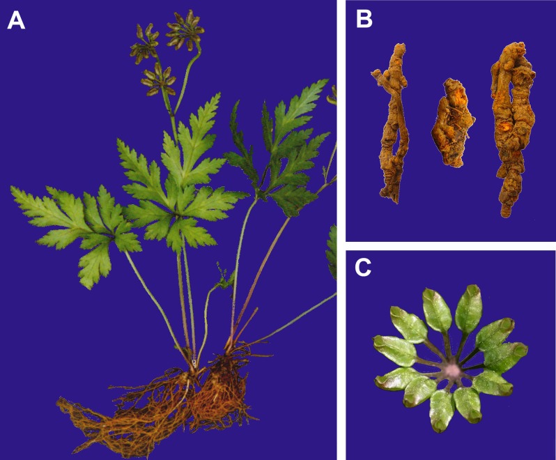 Fig 1