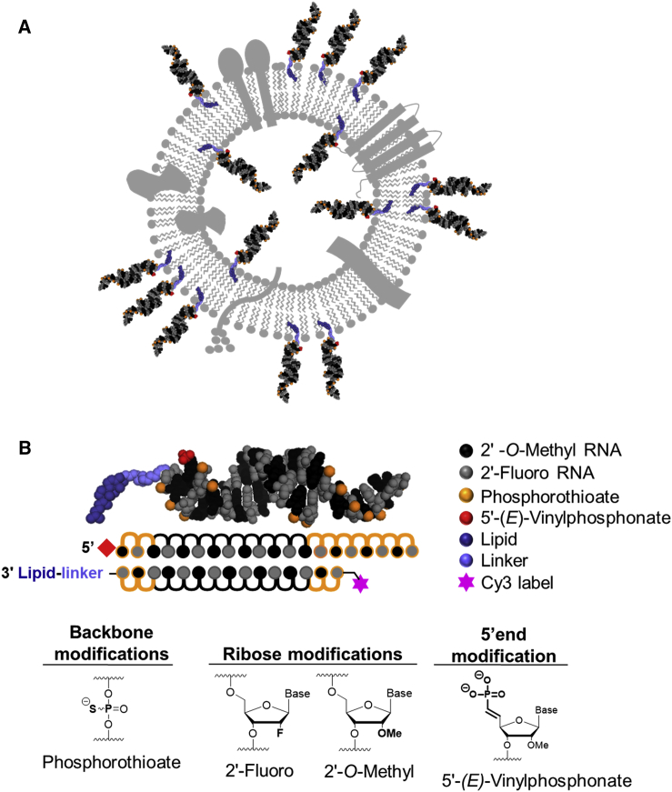 Figure 1