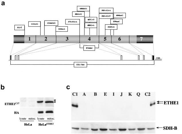 Figure  5