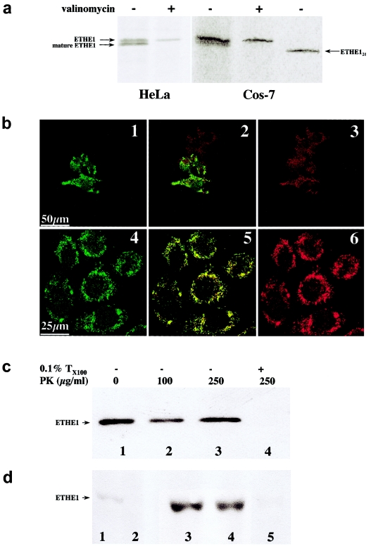 Figure  6