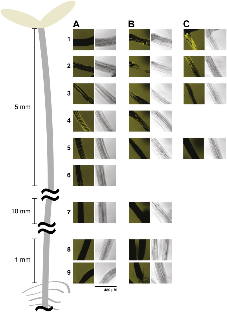 Figure 7.