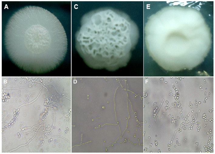 FIGURE 3