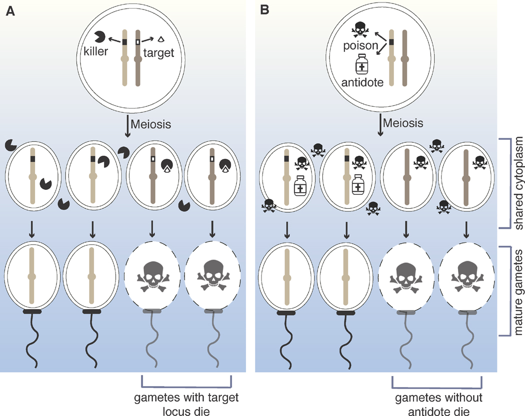 Figure 2 (Key Figure)