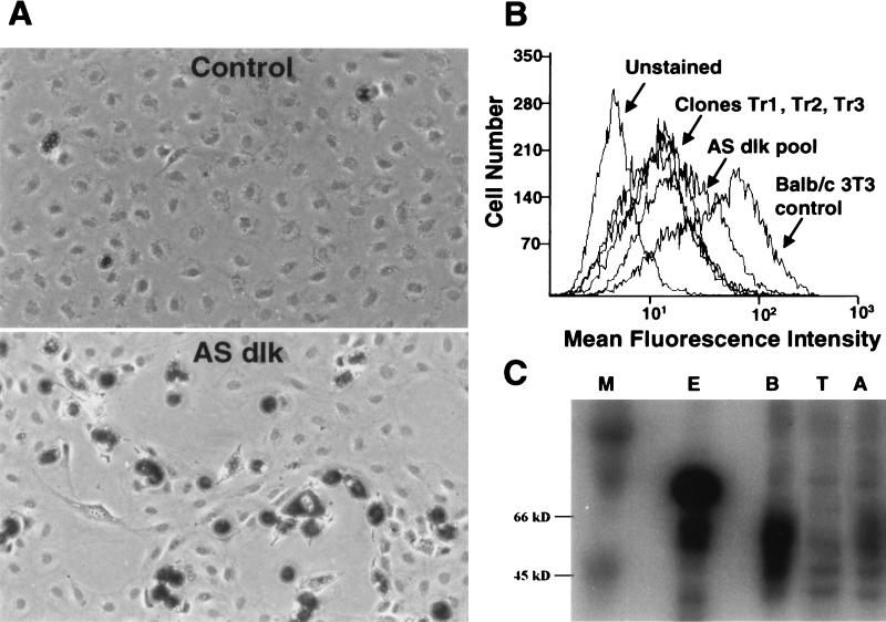 FIG. 1