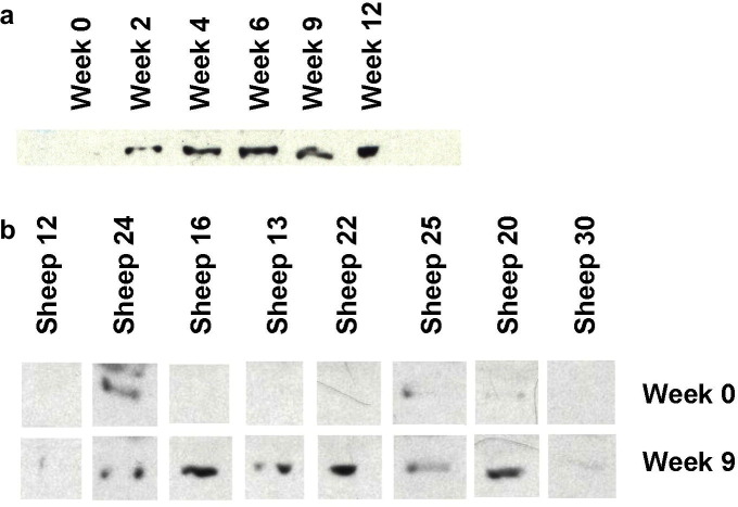 Fig. 9