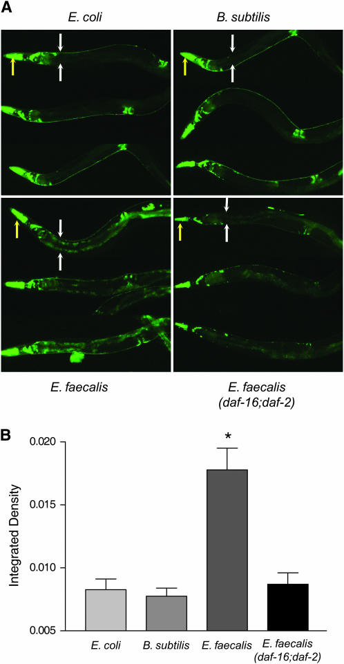 Figure 4.—