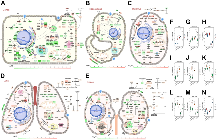 Fig. 6