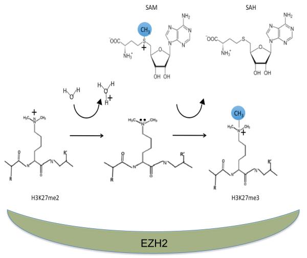 Figure 1A