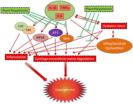 graphic file with name nihms-1610167-f0003.jpg