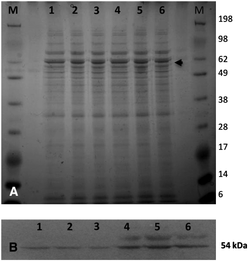 FIG. 5.