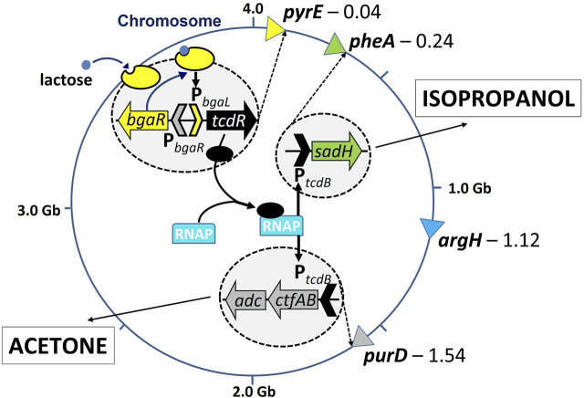 FIGURE 4