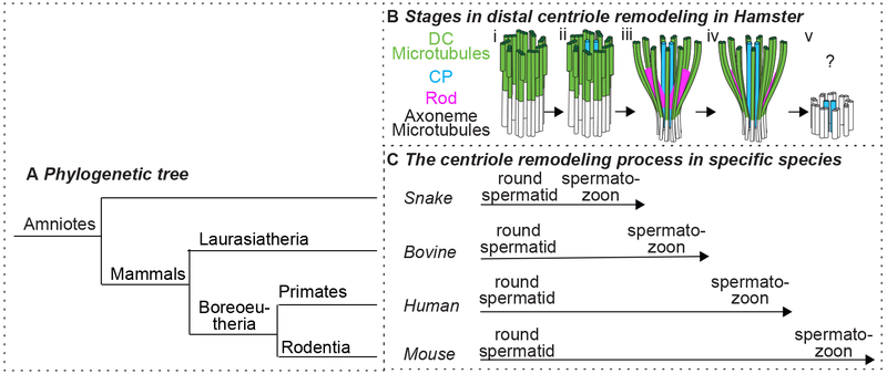 Figure 4: