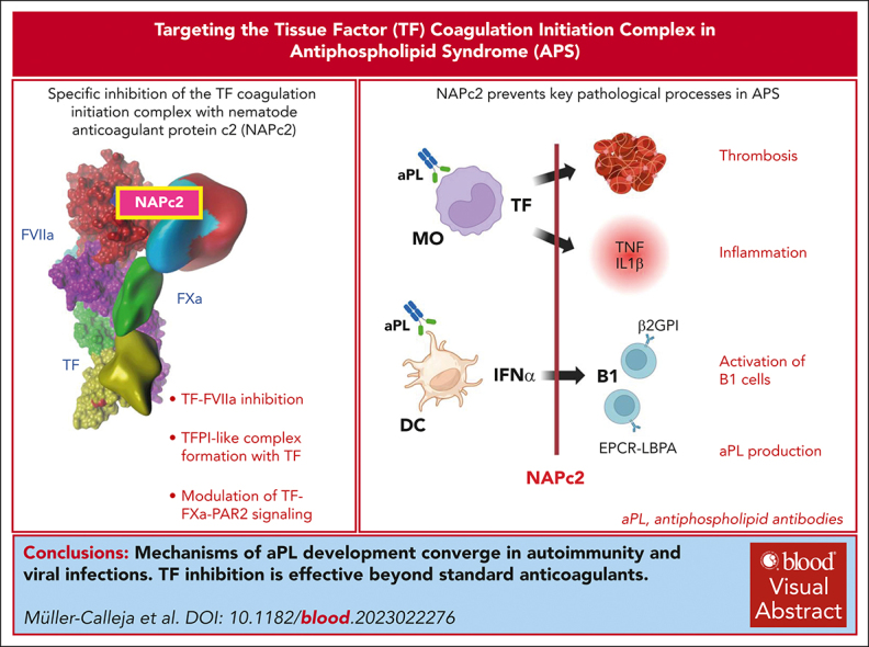 graphic file with name BLOOD_BLD-2023-022276-ga1.jpg