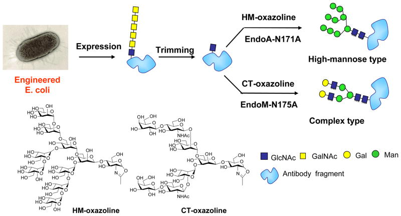 Scheme 6