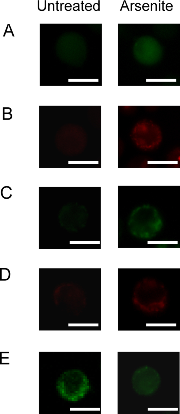 Fig. S1