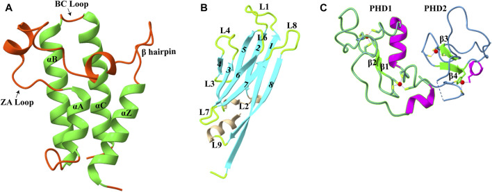 FIGURE 1