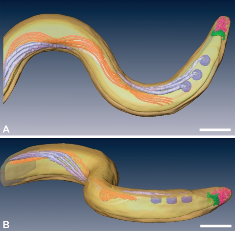 FIG. 1.