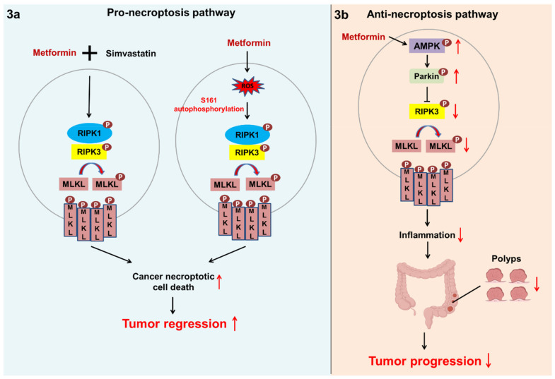 New Insight into the Effects of Metformin on Diabetic Retinopathy ...