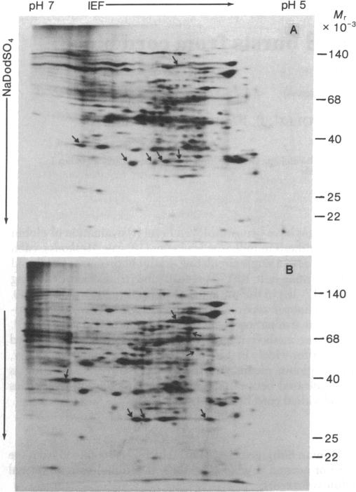 graphic file with name pnas00664-0399-a.jpg