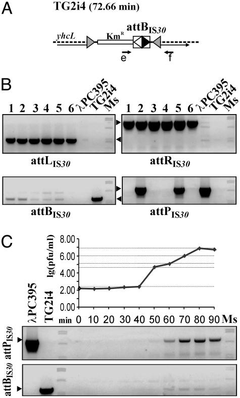 Fig. 3.