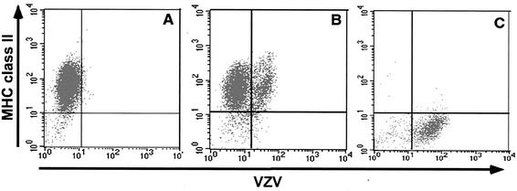 FIG. 2.