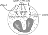 FIGURE 8.