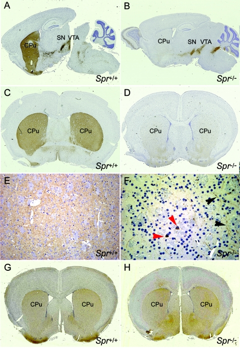 Figure  5