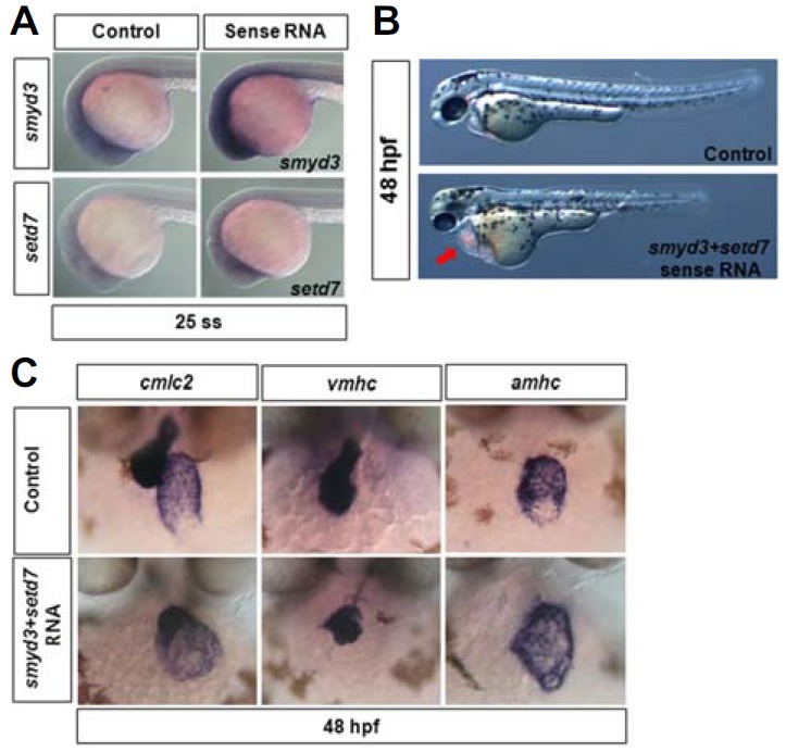 Fig. 7.