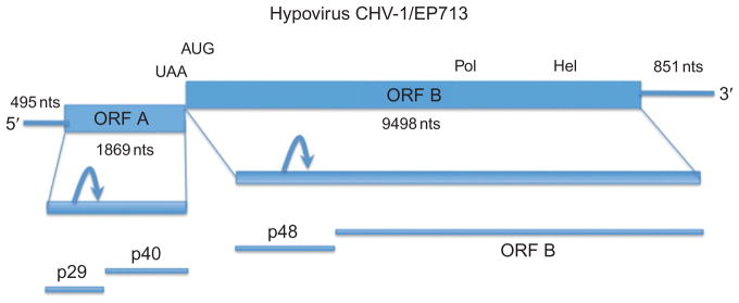 FIGURE 1