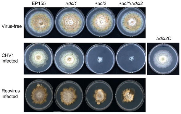 FIGURE 3