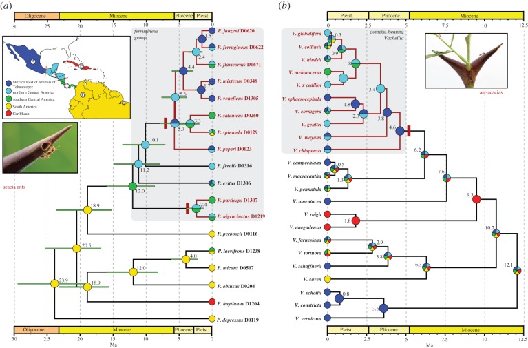 The acacia ants revisited: convergent evolution and biogeographic ...