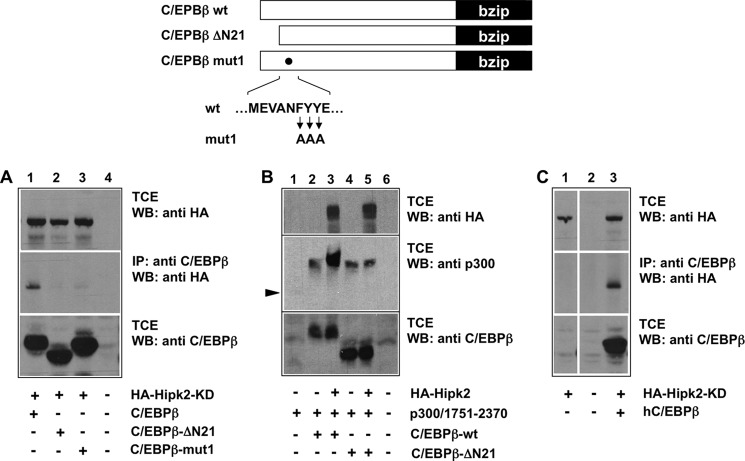 FIGURE 2.