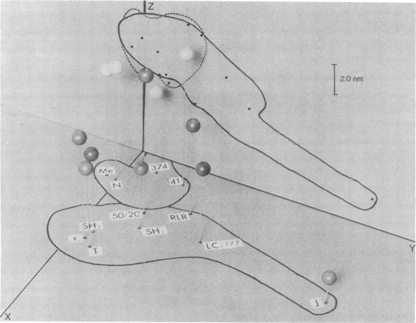 graphic file with name pnas00247-0092-a.jpg