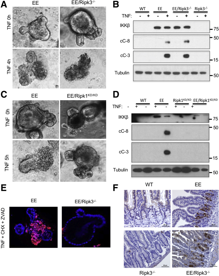 Figure 7