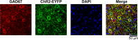 Figure 2—figure supplement 1.