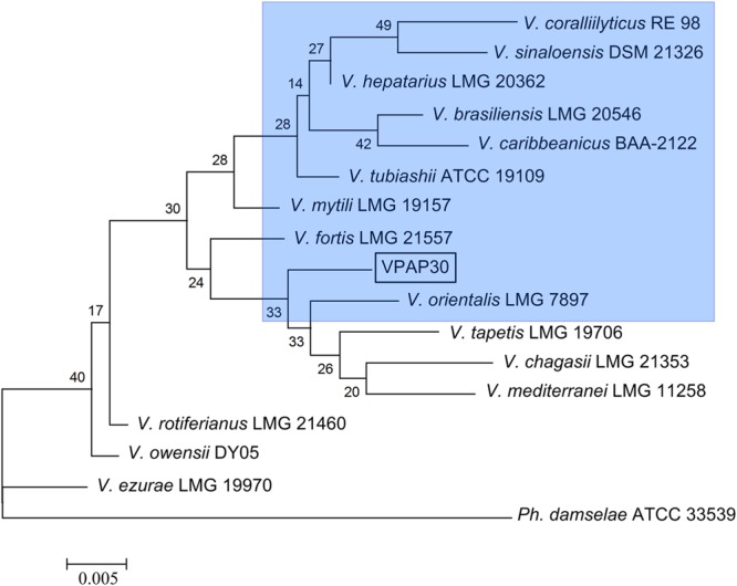 FIGURE 1