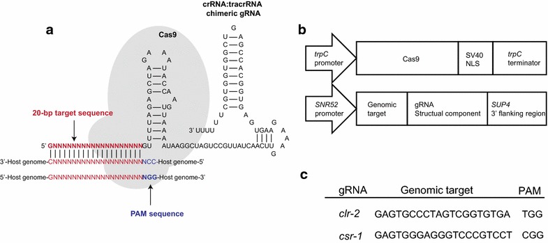 Figure 1