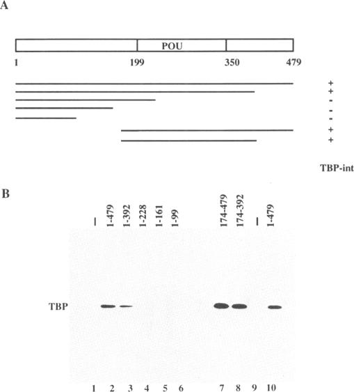 graphic file with name nar00033-0155-b.jpg