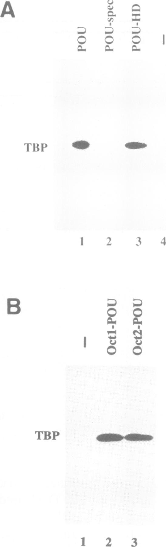 graphic file with name nar00033-0156-a.jpg