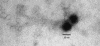 FIG. 1.