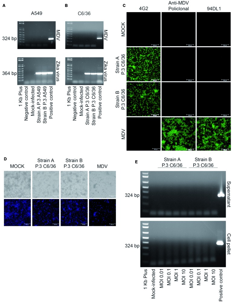 Fig. 2: