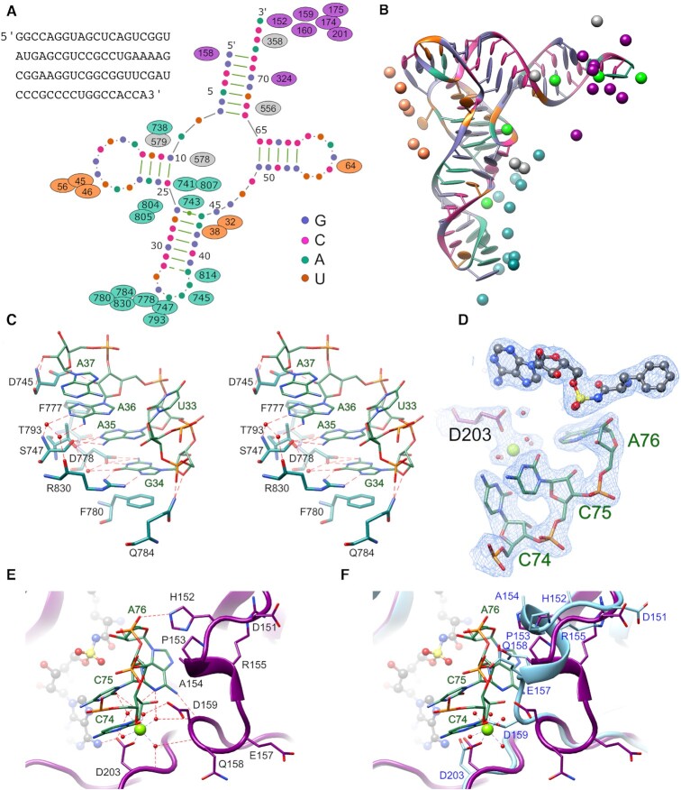 Mycobacterium tuberculosis Phe-tRNA synthetase: structural insights ...