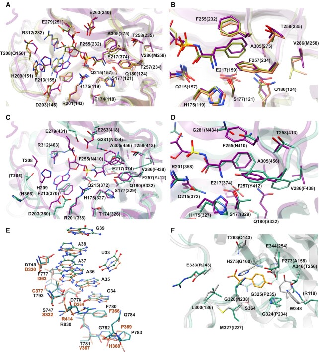 Mycobacterium tuberculosis Phe-tRNA synthetase: structural insights ...