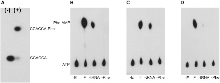 Mycobacterium tuberculosis Phe-tRNA synthetase: structural insights ...