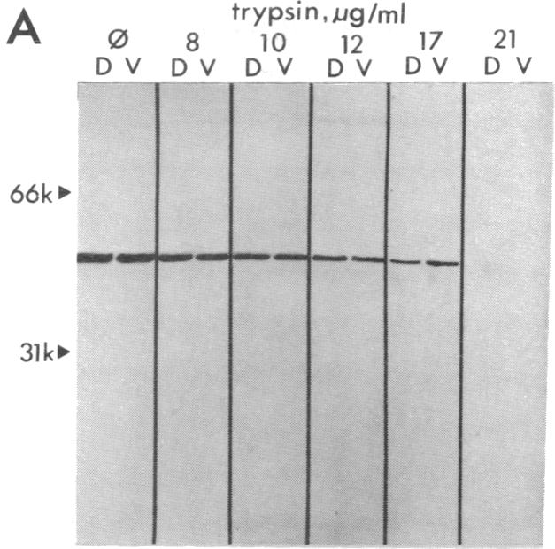 graphic file with name pnas01046-0396-b.jpg